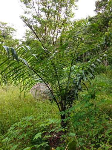 Pohon Enau